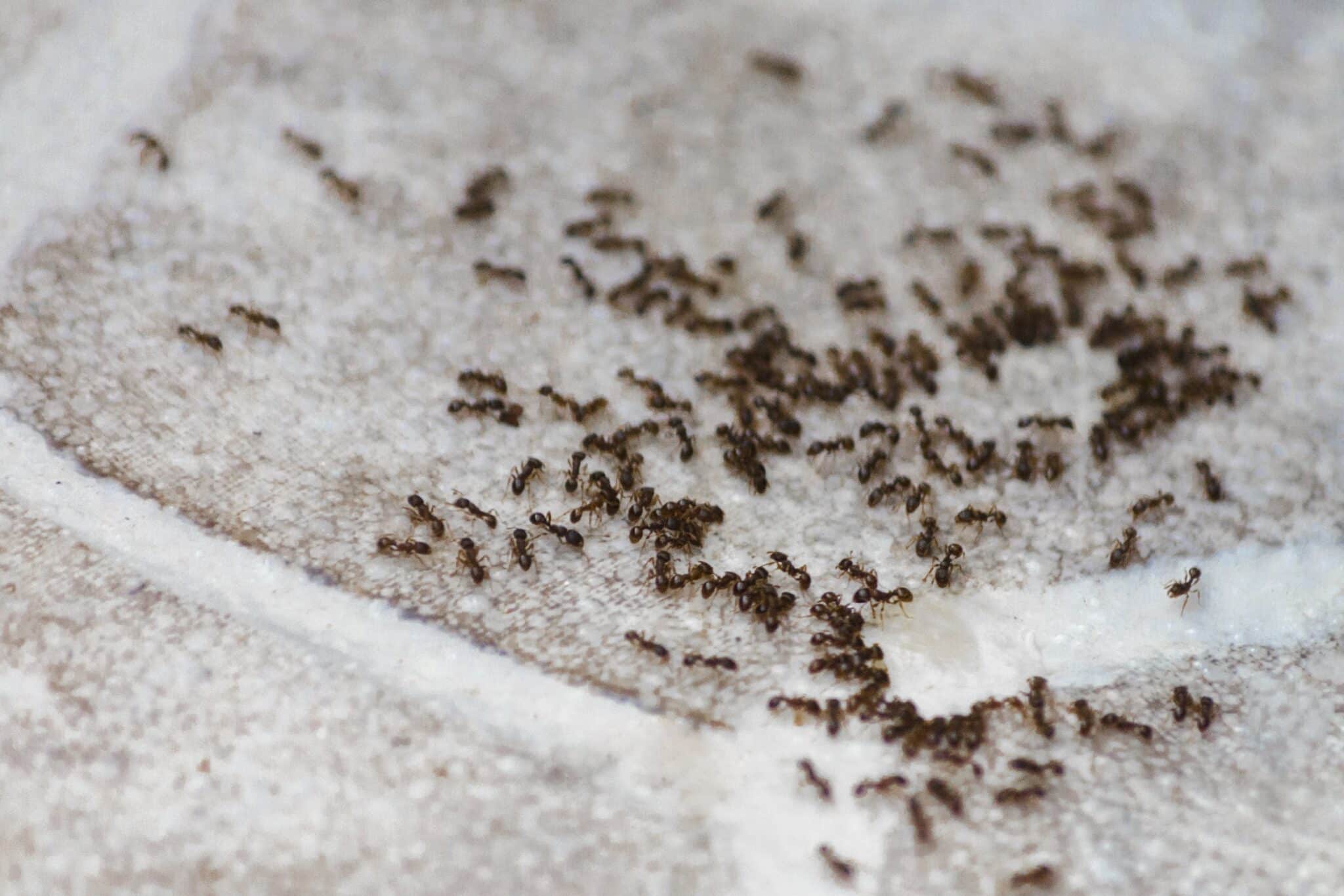 Bekæmpelse af myrer - myrebekæmpelse