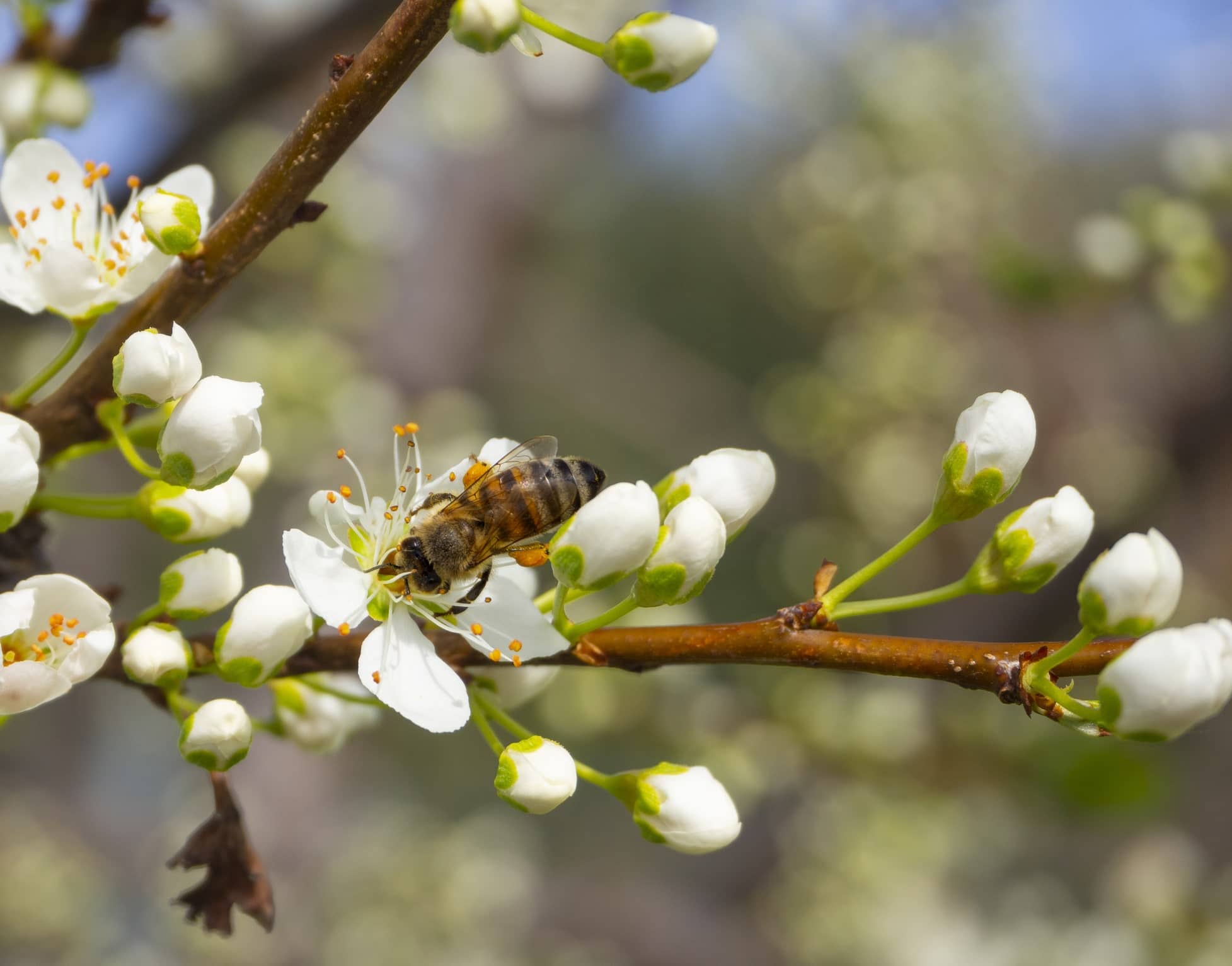 af hvepse » hvepsebekæmpelse hos Brovall