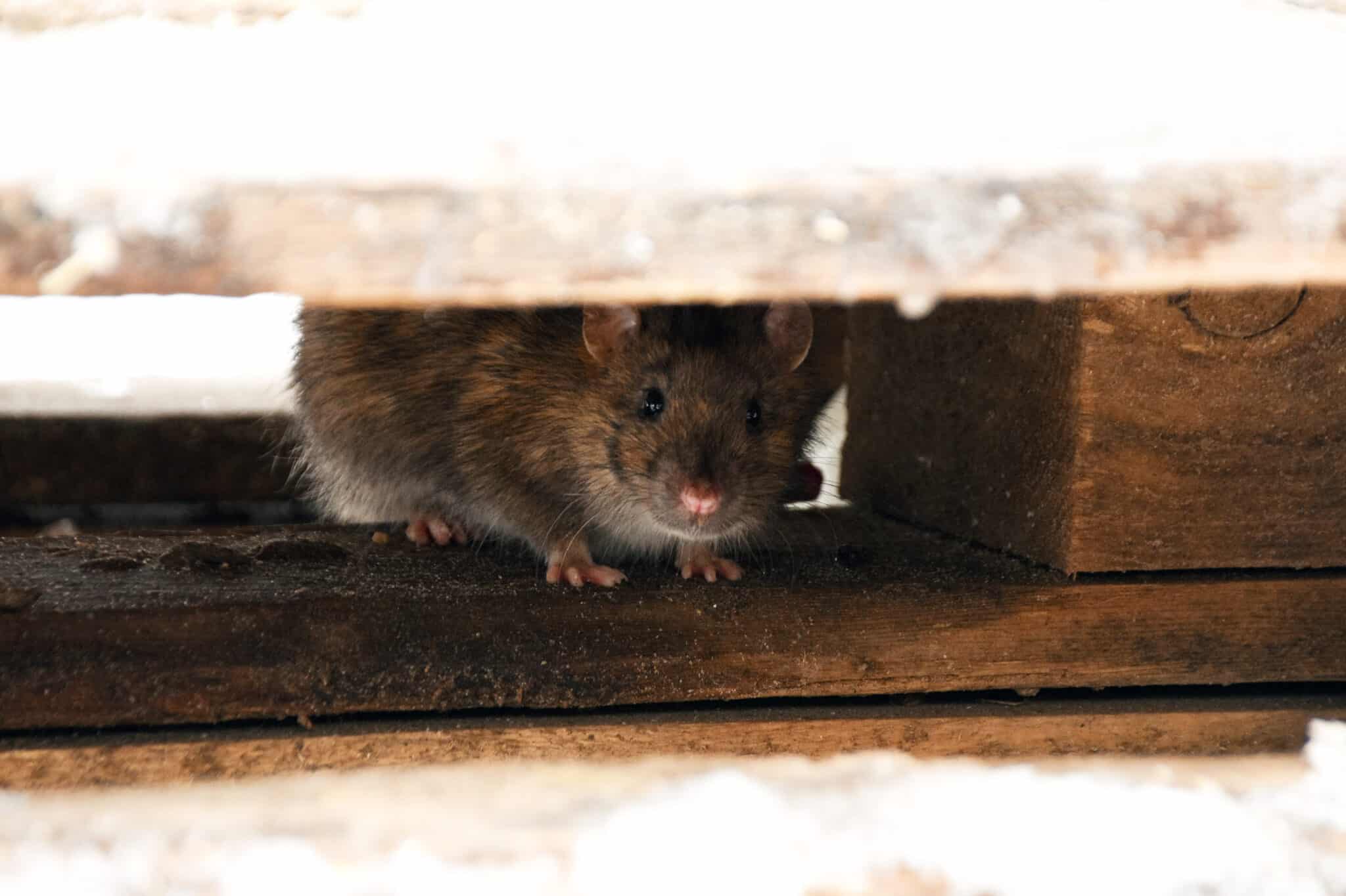 Skadedyrsbekæmpelse Ølstykke - Bekæmpelse af mus